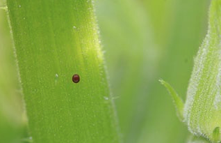SVB egg on a green leaf.